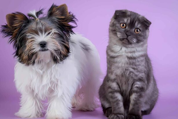 Why Are Dog Breeds More Well Known Than Cat Breeds?