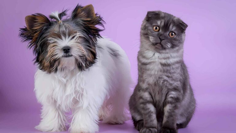 Why Are Dog Breeds More Well Known Than Cat Breeds?