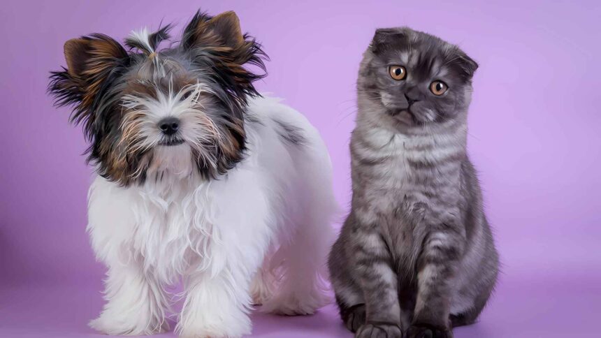 Why Are Dog Breeds More Well Known Than Cat Breeds?