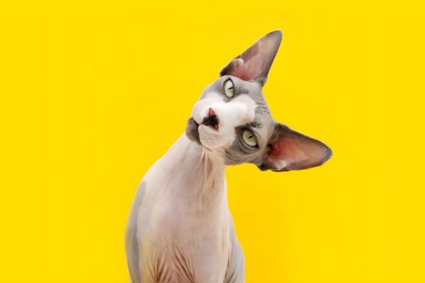 Why Do Sphynx Cats Always Have Yellow Eyes?