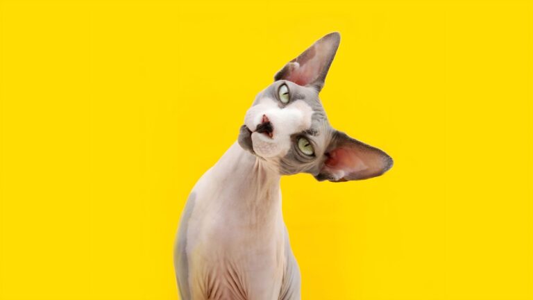 Why Do Sphynx Cats Always Have Yellow Eyes?