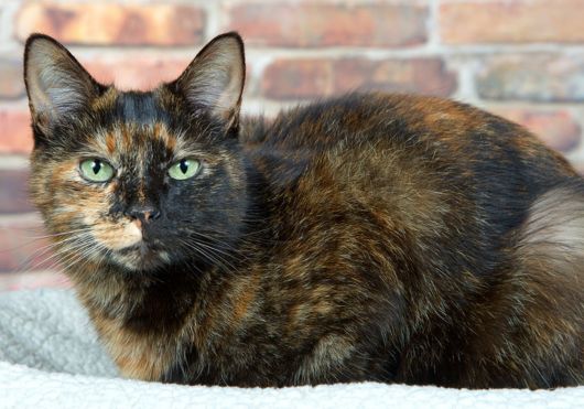 Tortoiseshell Cat