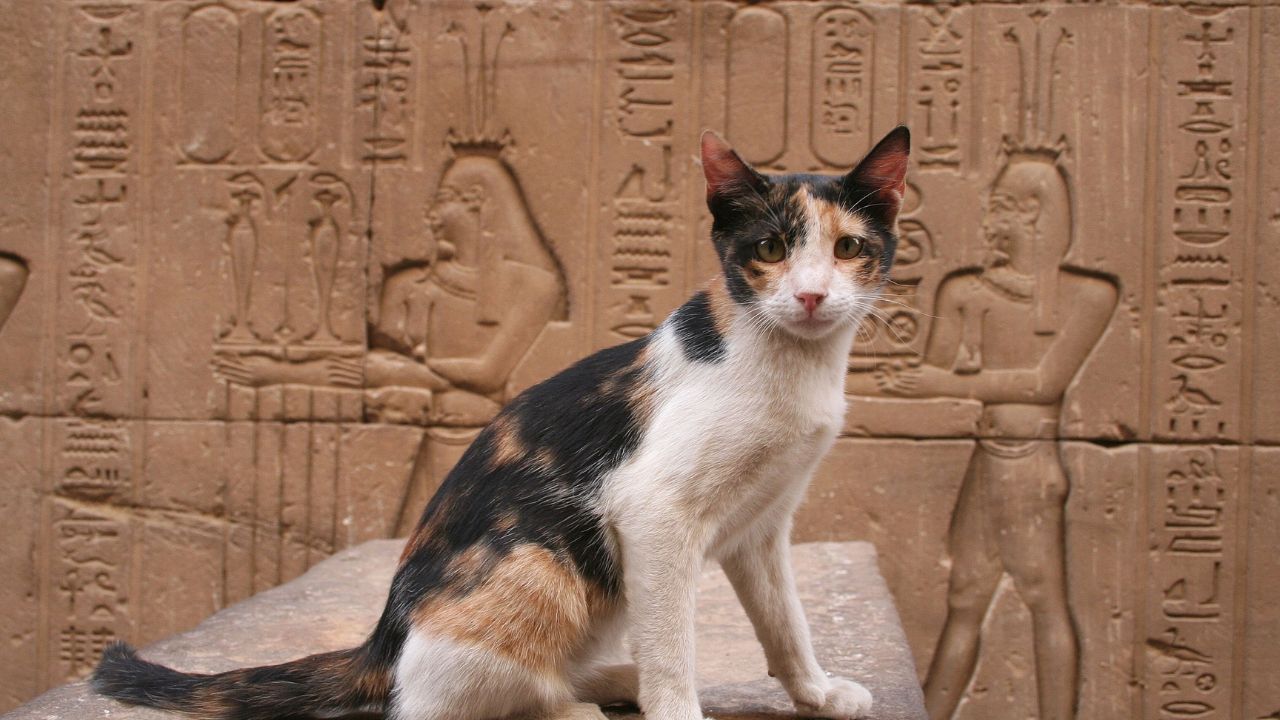 Egyptian Cat