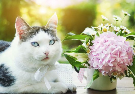 Hydrangeas Poisonous