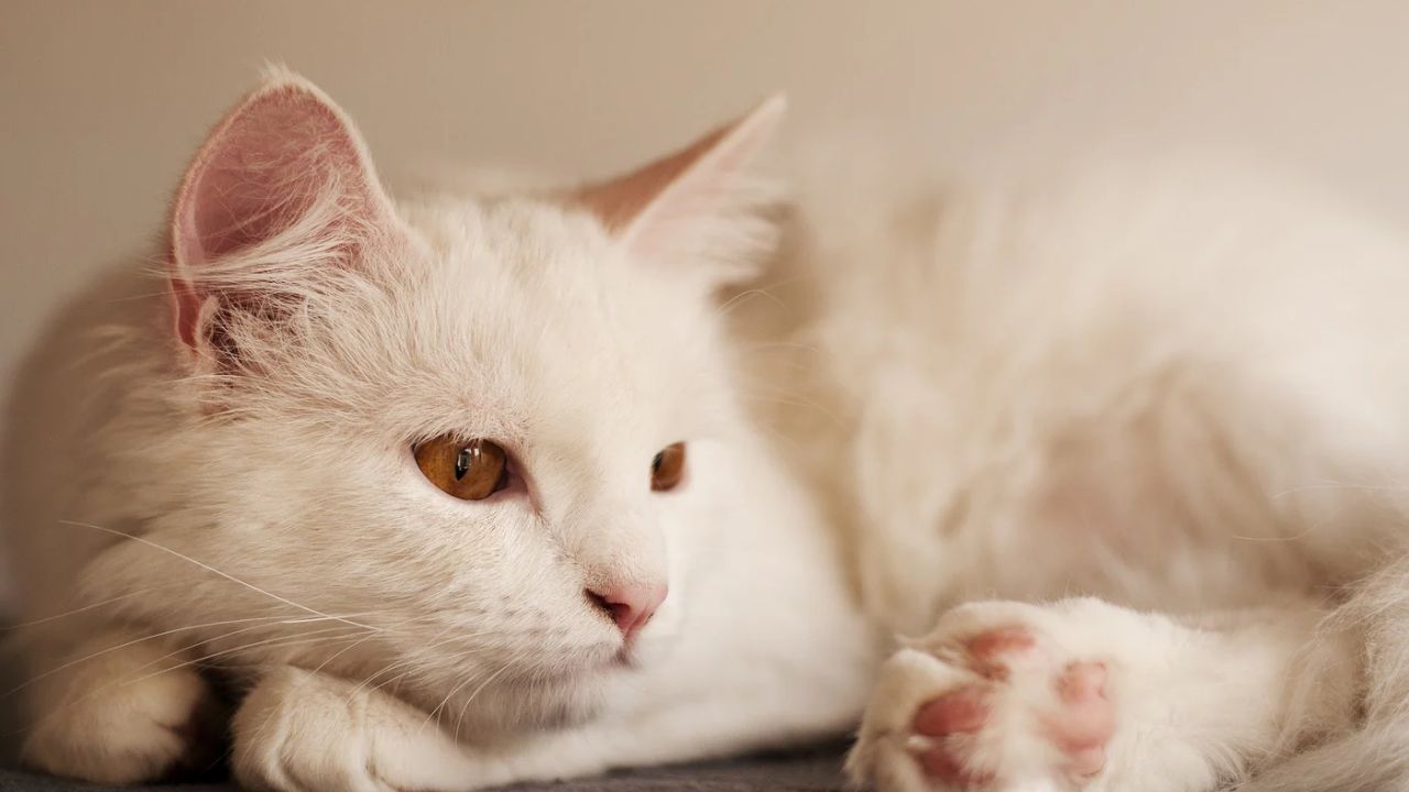 Turkish Angora