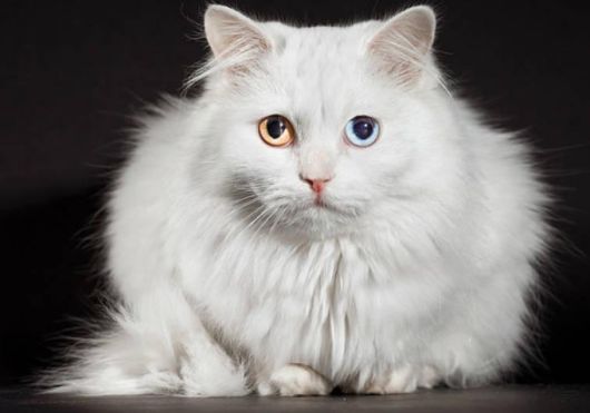 Turkish Angora