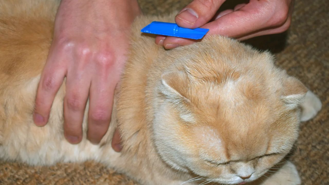 Cat Fleas