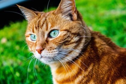 Tiger Cat