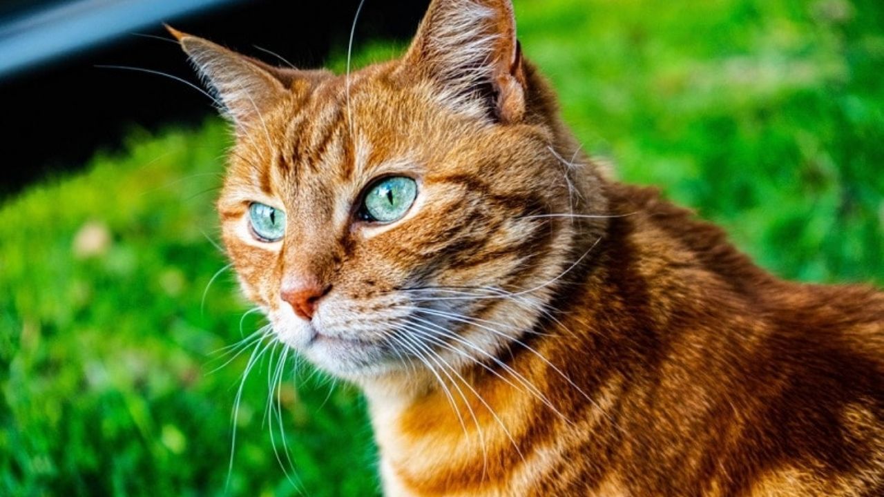 Tiger Cat