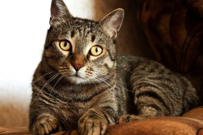 Tabby Cat