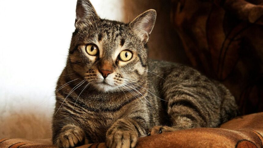 Tabby Cat