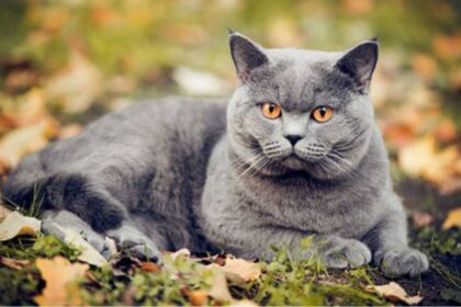 Shorthair Cat