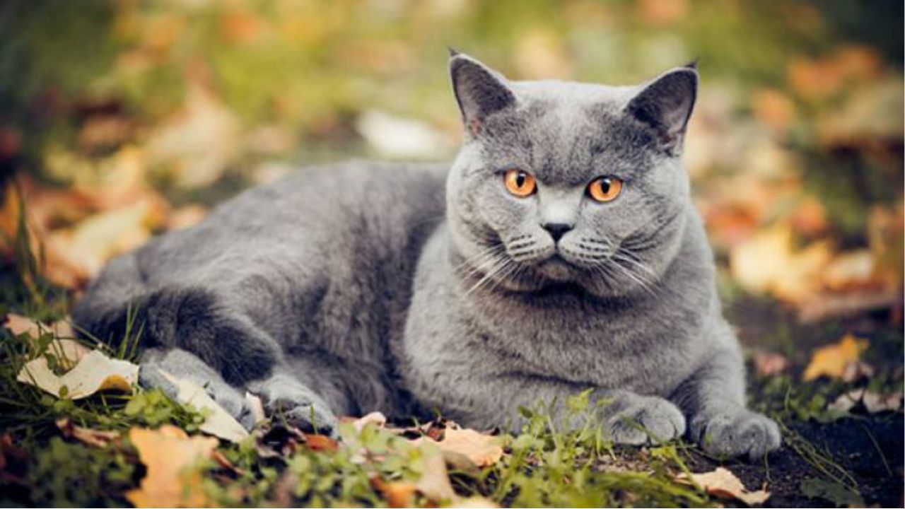 Shorthair Cat