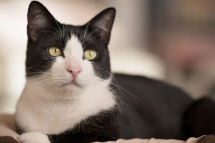 Tuxedo Cat