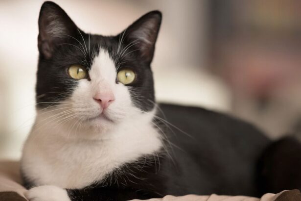 Tuxedo Cat
