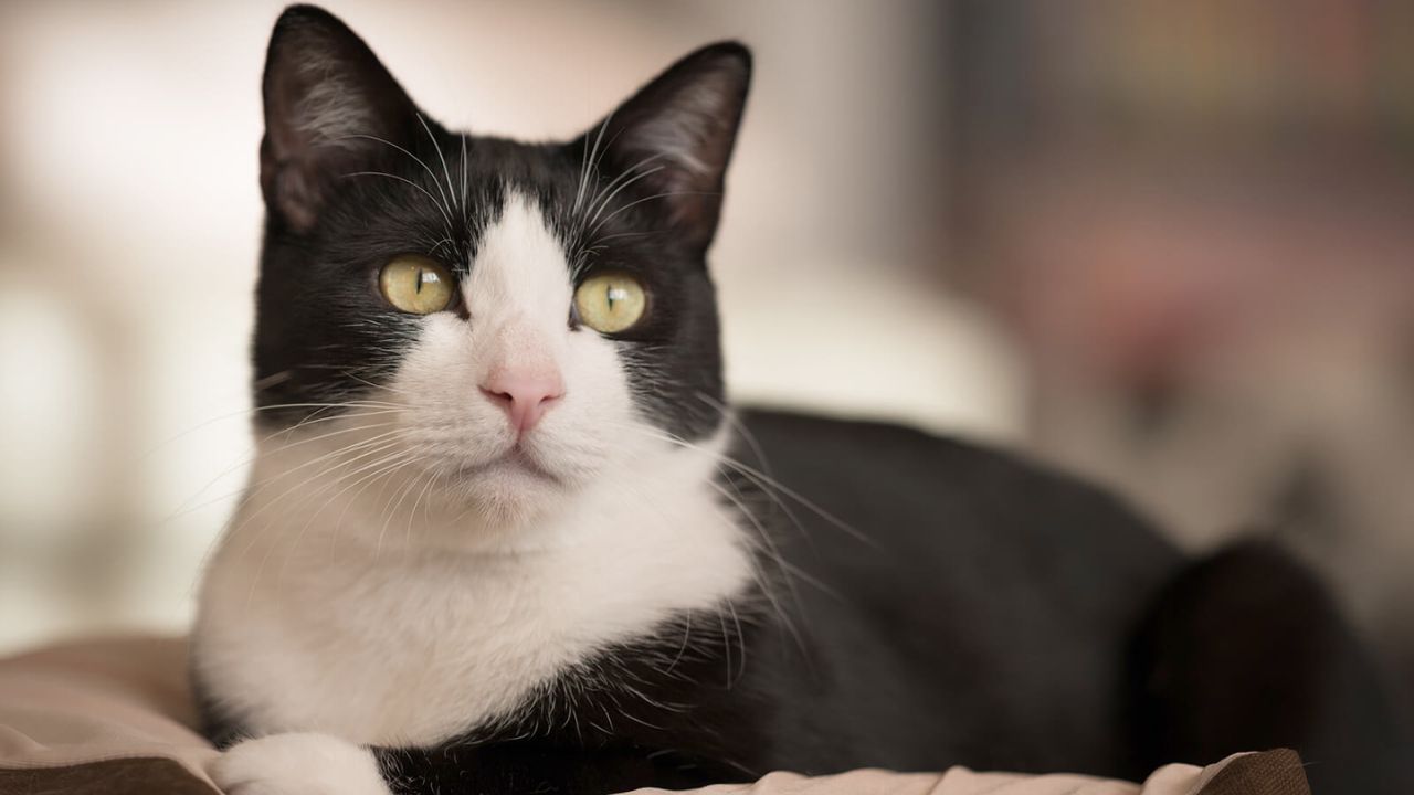 Tuxedo Cat