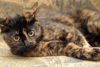 Tortoiseshell Cat