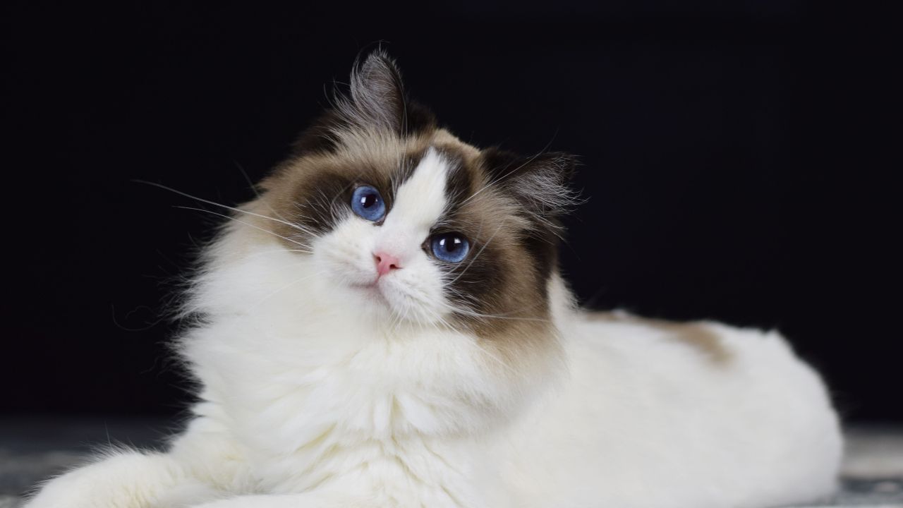 Ragdoll Cat