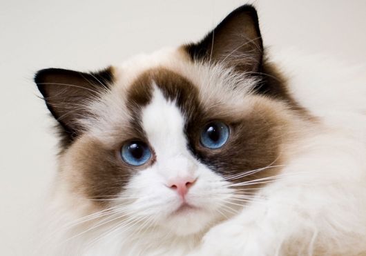 Ragdoll Cat