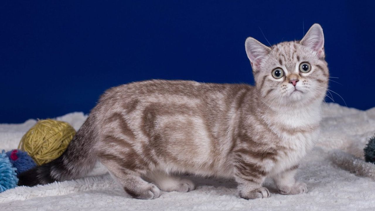 Munchkin Cat