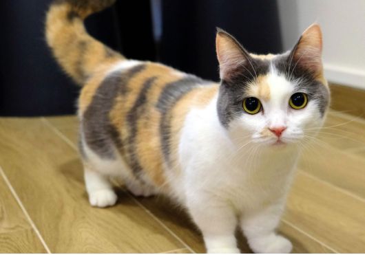 Munchkin Cat