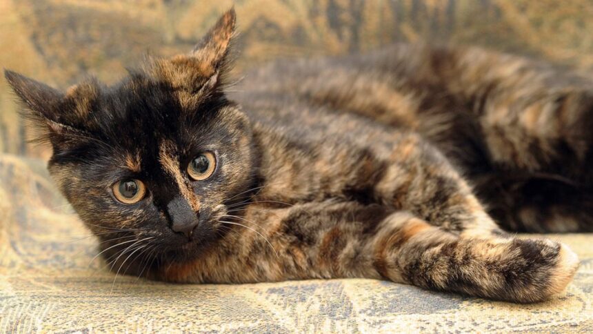 Tortoiseshell Cat