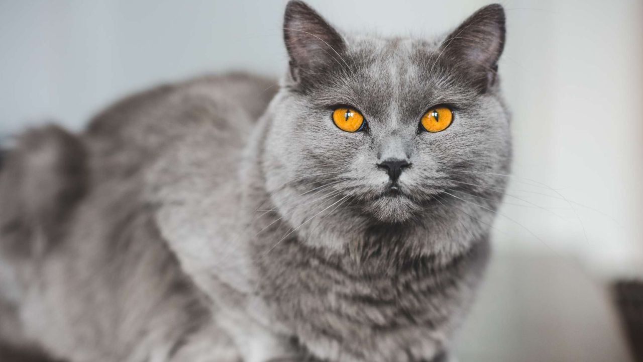 Blue Cat