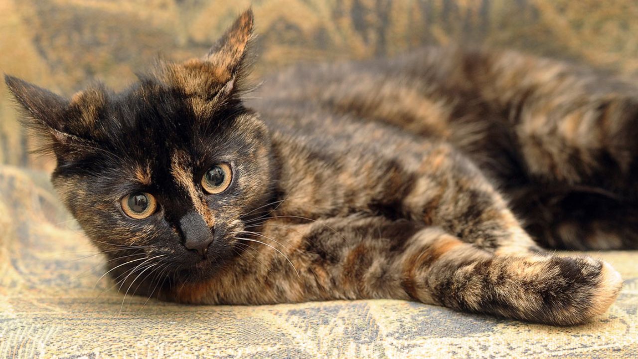 Tortoiseshell Cat