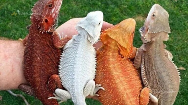 11 Types of Bearded Dragon Morphs