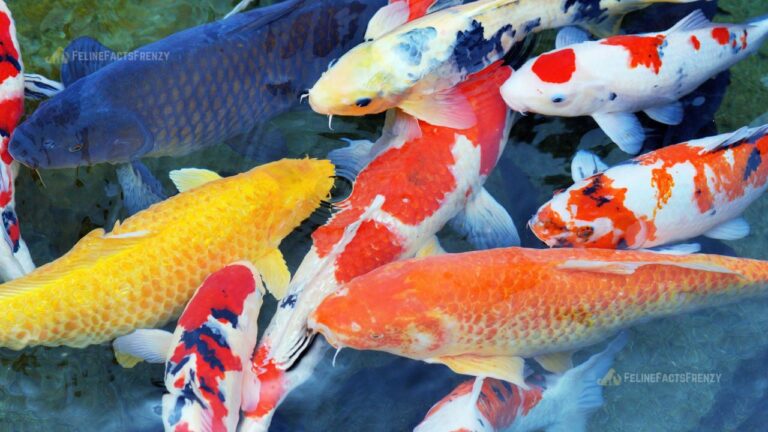 6 Interesting Facts About Koi Fish: How Long Do Koi Live