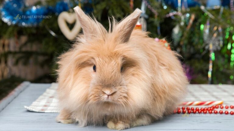 Angora Rabbit: The Ultimate Guide to This Fluffy Breed