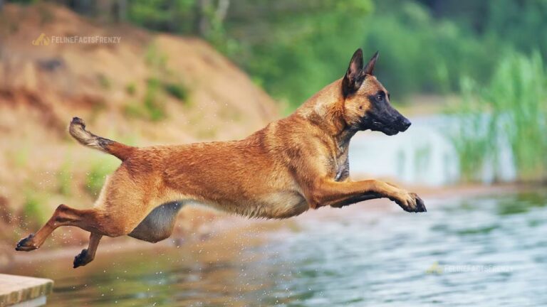 Belgian Malinois (Mal): In-Depth Dog Breed Characteristics & Care Guide