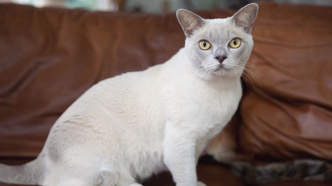 White Cat Facts