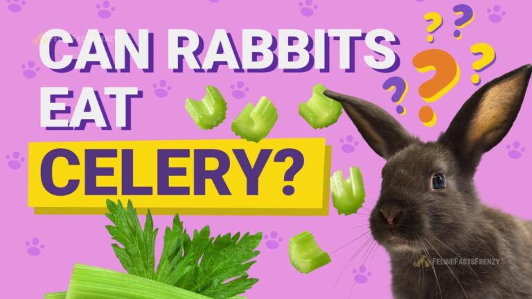 Can Rabbits Eat Celery? A Complete Guide for Rabbit Owners