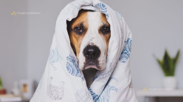 Dog Flu (Canine Influenza): Symptoms and Treatment