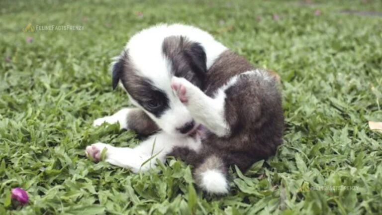 Dog Vagina Health Guide: Everything You Need to Know
