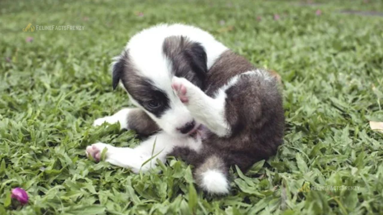 Dog Vagina Health Guide: Everything You Need to Know