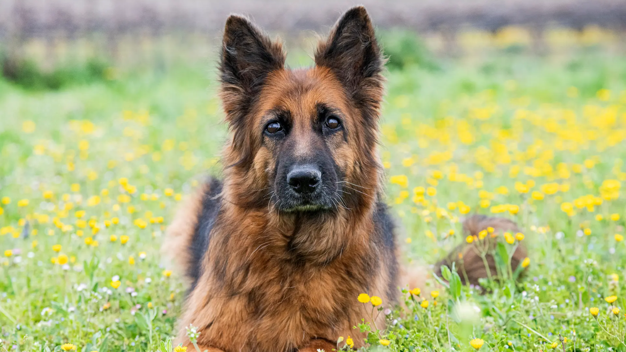 German Shepherd Security Dogs: Find Your Ideal Protector