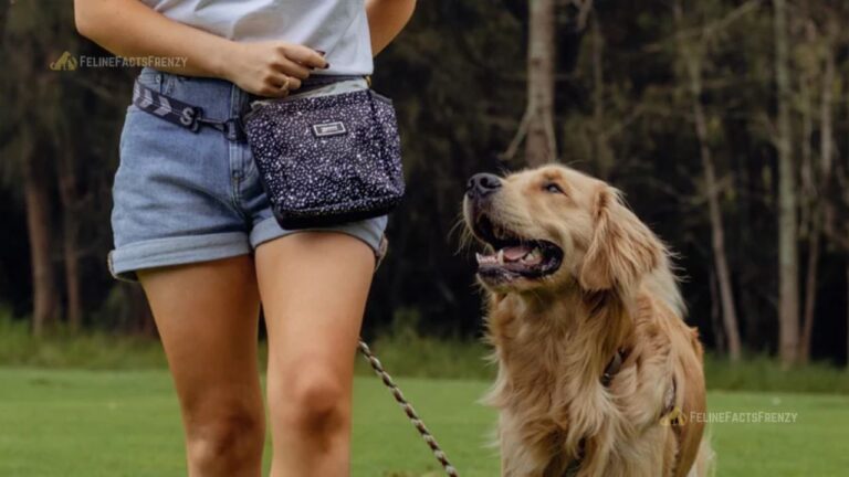 Our Favorite Dog Treat Pouch: Space for Essentials & More – Your Guide to the Best Dog Treat Pouch