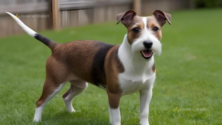 Rat Terrier: Dog Breed Characteristics and Care