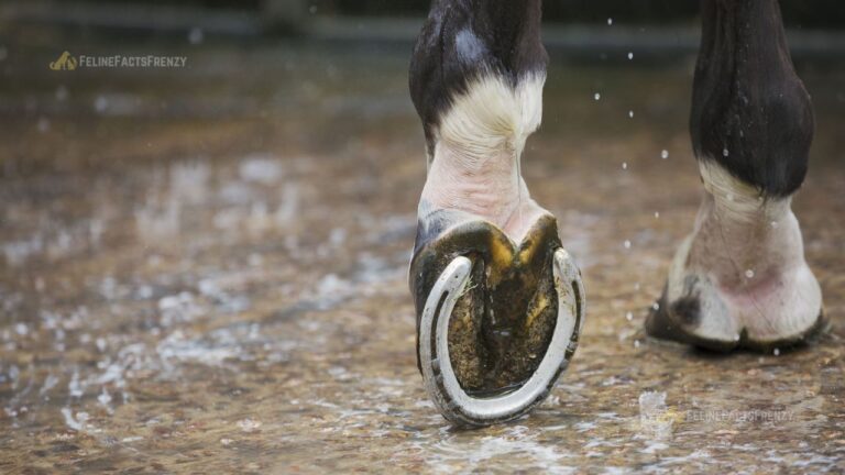 Top 10 Facts About Shoes for Horses – Best Guide for Horse Owners