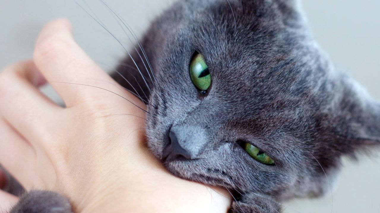 Cats Bite