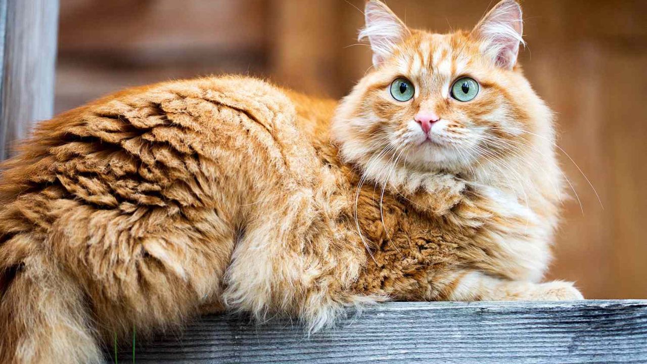 Siberian Cat