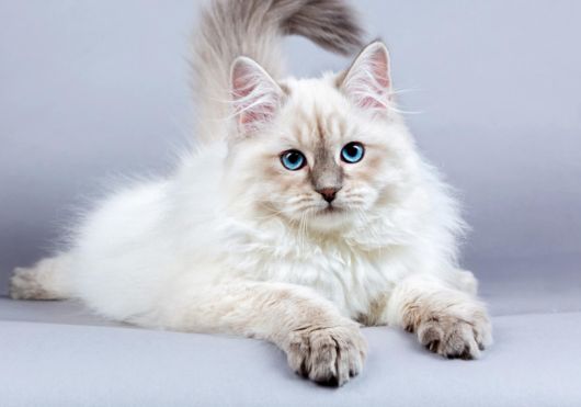 Siberian Cat