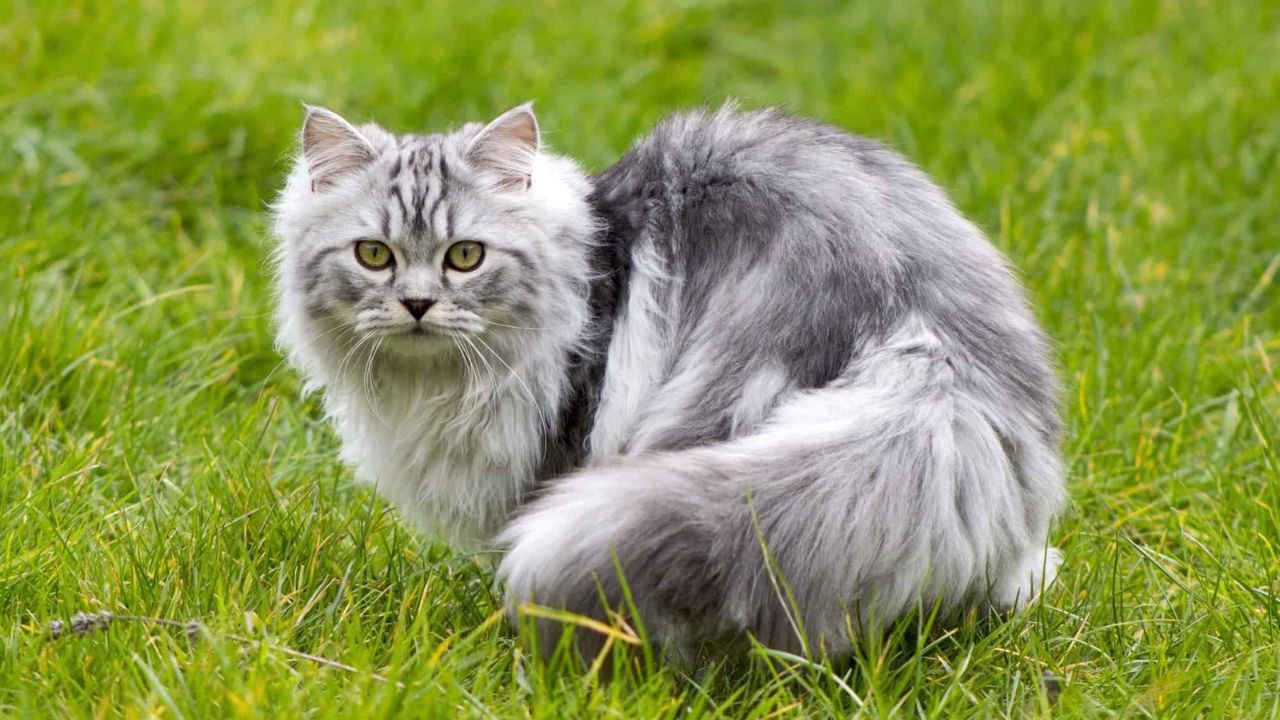 Persian Cat