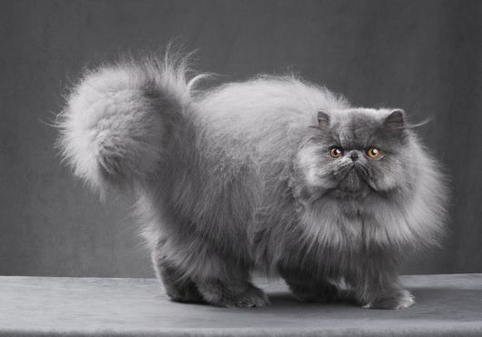 Persian Cat