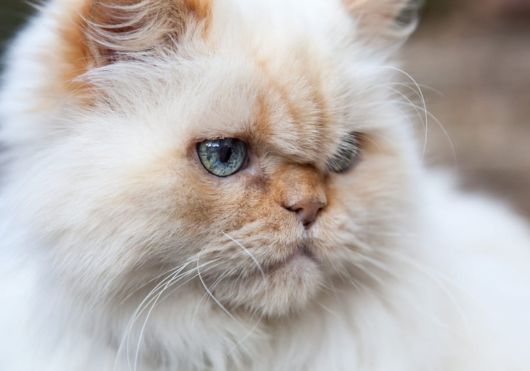 Himalayan Cat