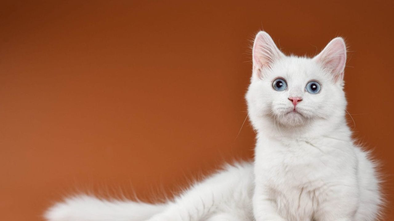 Black and White Cats