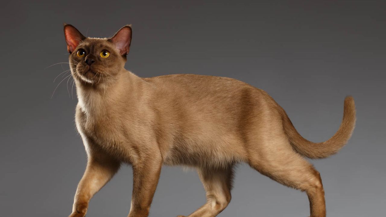 Burmese Cat