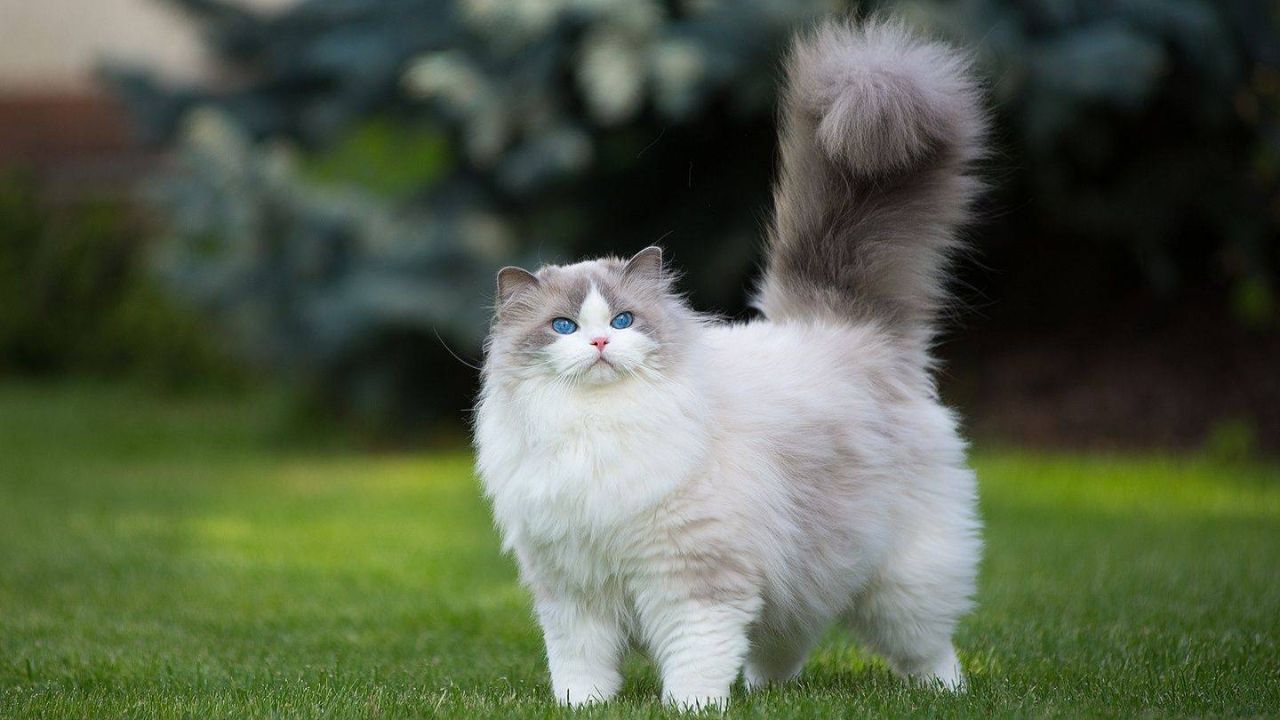 Cutest Cat Breeds
